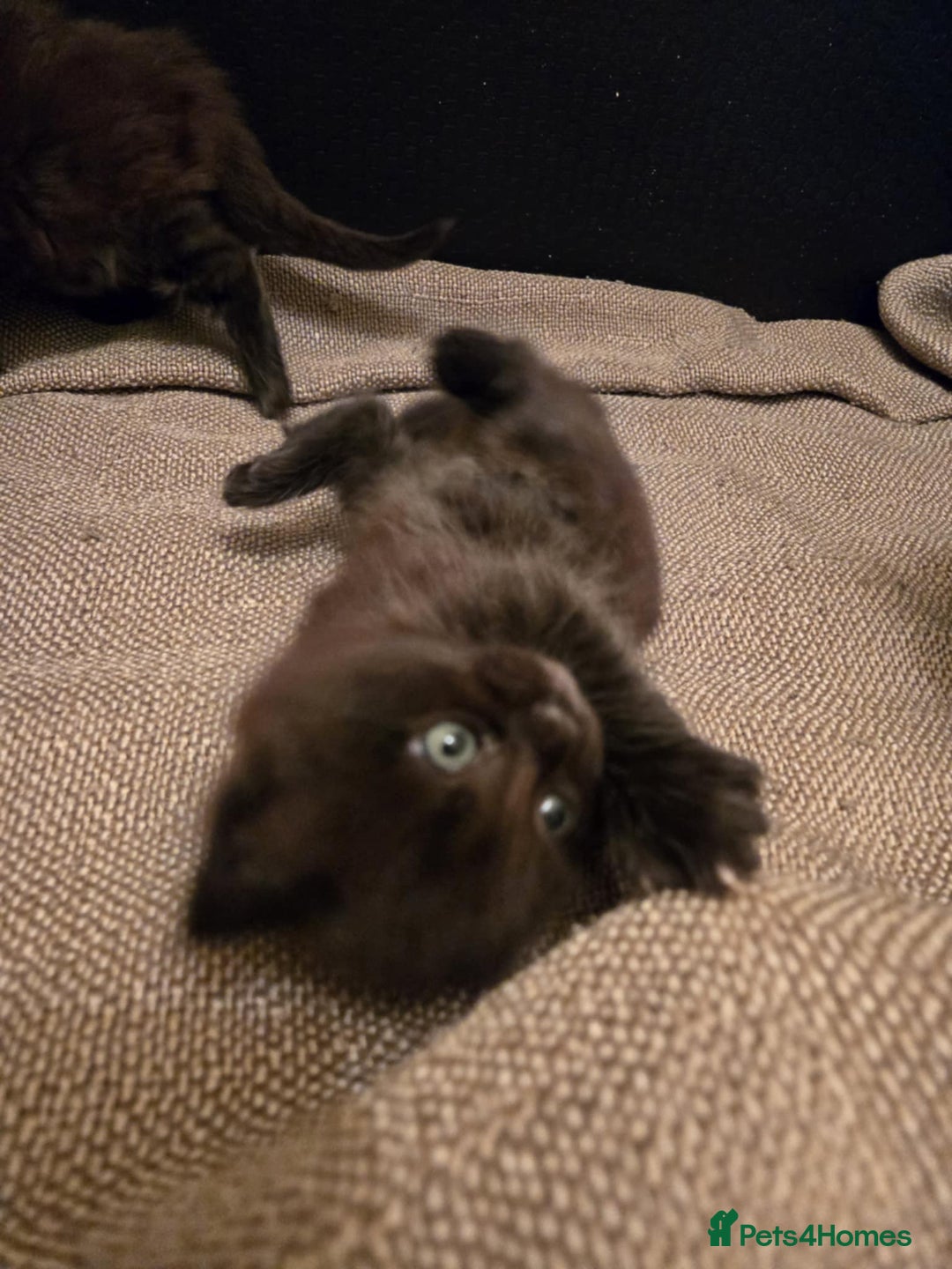 Maine Coon cats for sale: GCCF Maine Coon kittens  - Advert 21