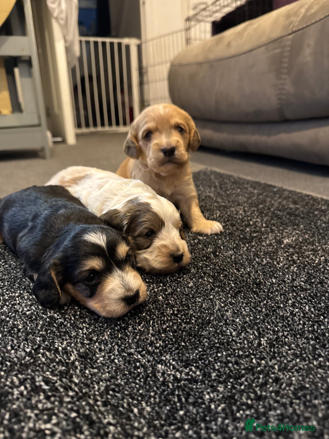 Cockapoo dogs for sale: Cockapoo puppies  - Image 6