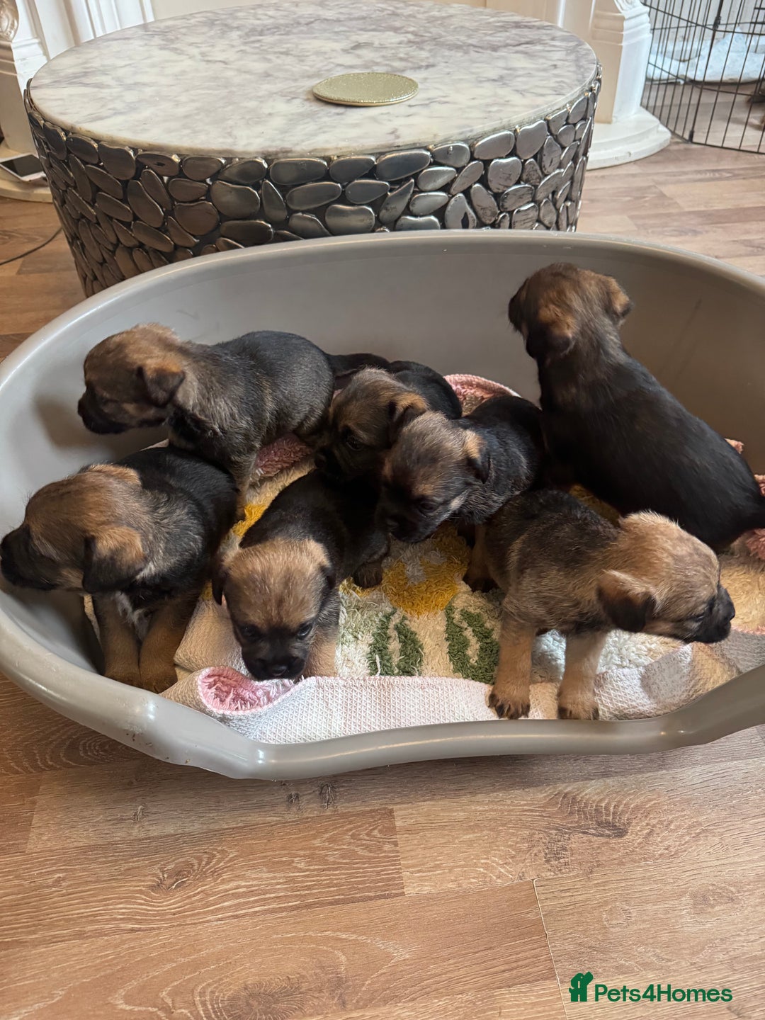 Border Terrier dogs for sale: Gorgeous litter of 7 Border terrier puppies 5F 2M - Advert 4