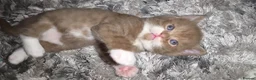 Munchkin cats for sale: Munchkin kittens - Advert 29
