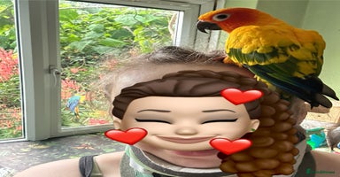 Conures birds 2 Trick trained Sun Conures  - Advert 10