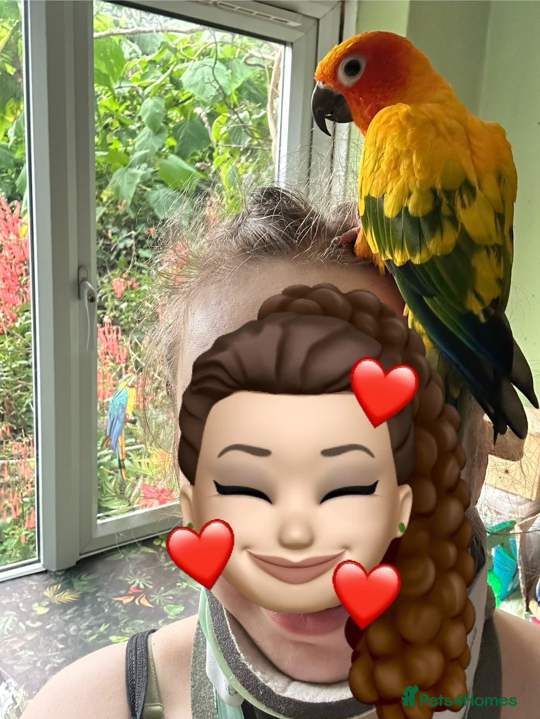 Conures birds for sale: Sun Conure pair  - Image 5