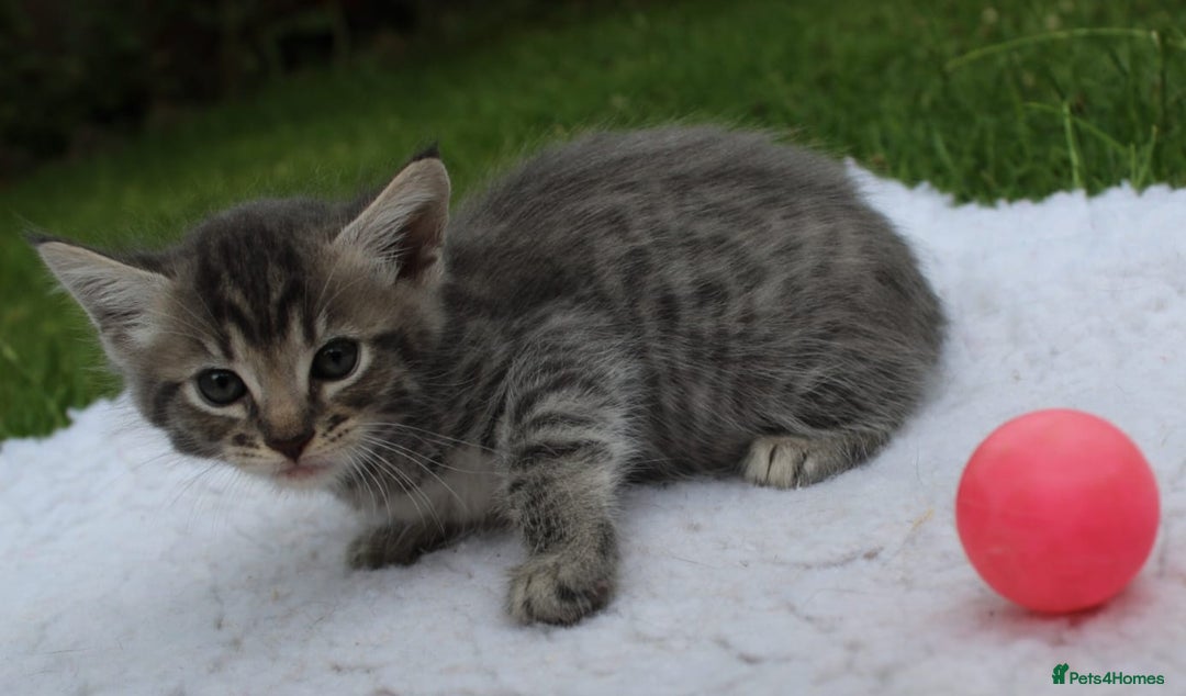Savannah cats for sale: Stunning Savannahx Maine coons - Image 10