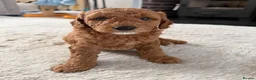 Mini Goldendoodle dogs for sale: Mini goldendoodle puppy’s ✨licensed breeder  - Advert 6