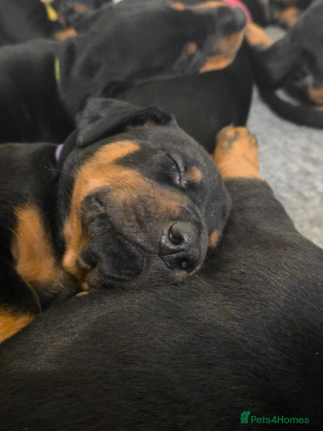 Dobermann dogs for sale: Dobermann puppies  - Advert 8