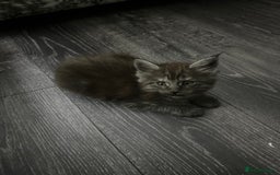 Maine Coon cats for sale: XXL Maine Coon Kittens Double TICA Champion lines  - Image 15