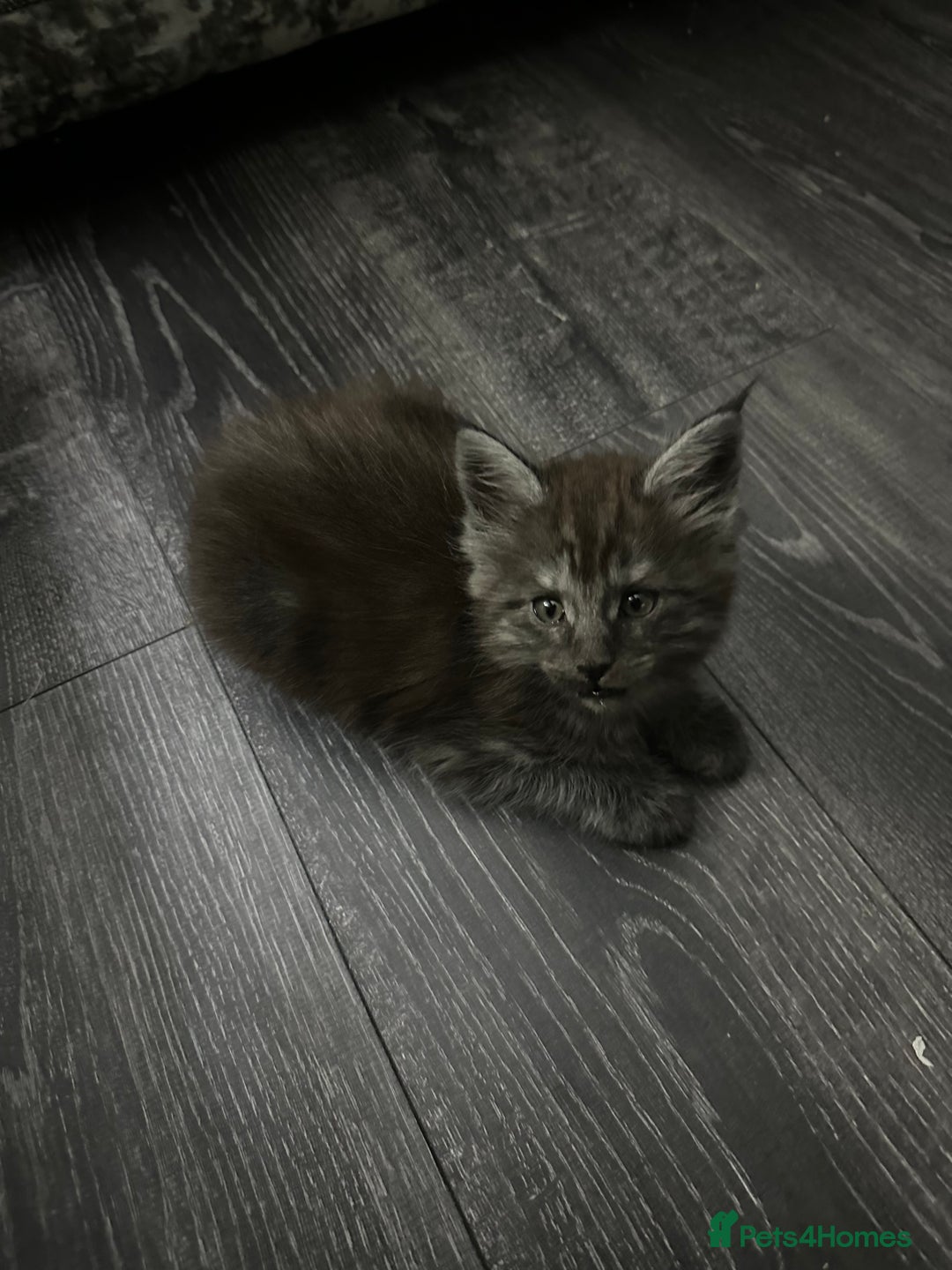 Maine Coon cats for sale: XXL Maine Coon Kittens Double TICA Champion lines  - Image 15