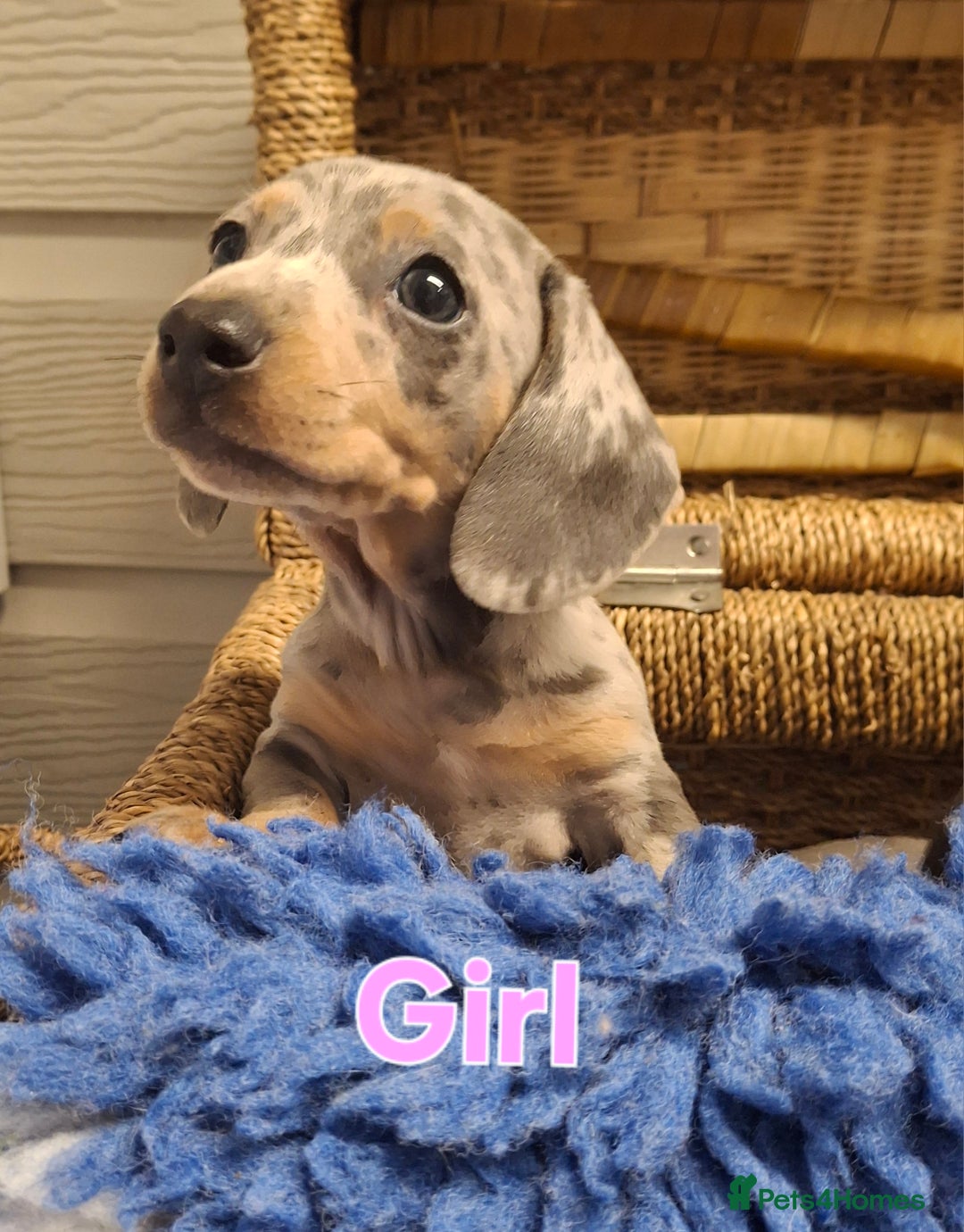 Miniature Dachshund dogs for sale: Minature Dachshund - Image 6