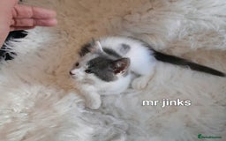 Siamese cats for sale: Bi colour blue and white kittens - Image 15