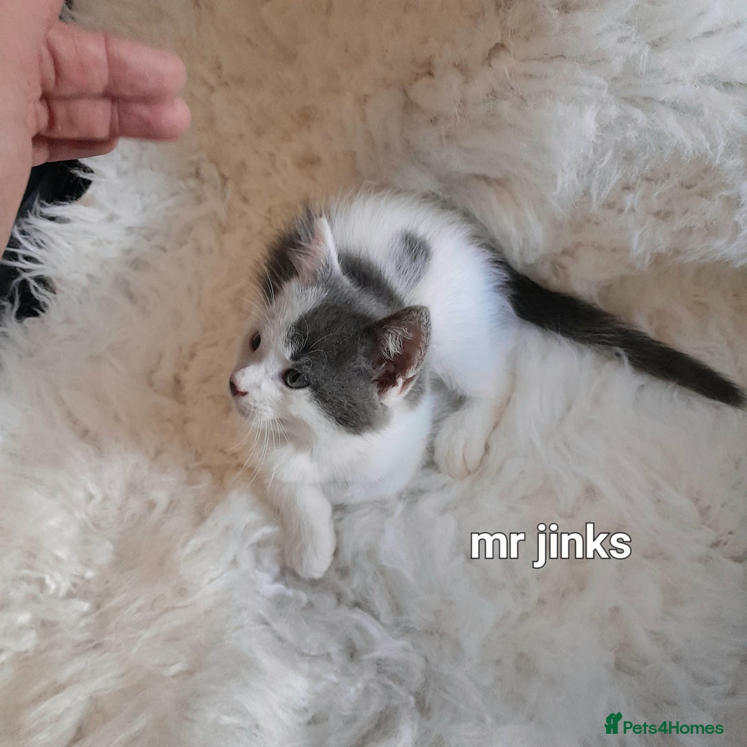 Siamese cats for sale: Bi colour blue and white kittens - Image 15