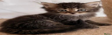 Siberian 2