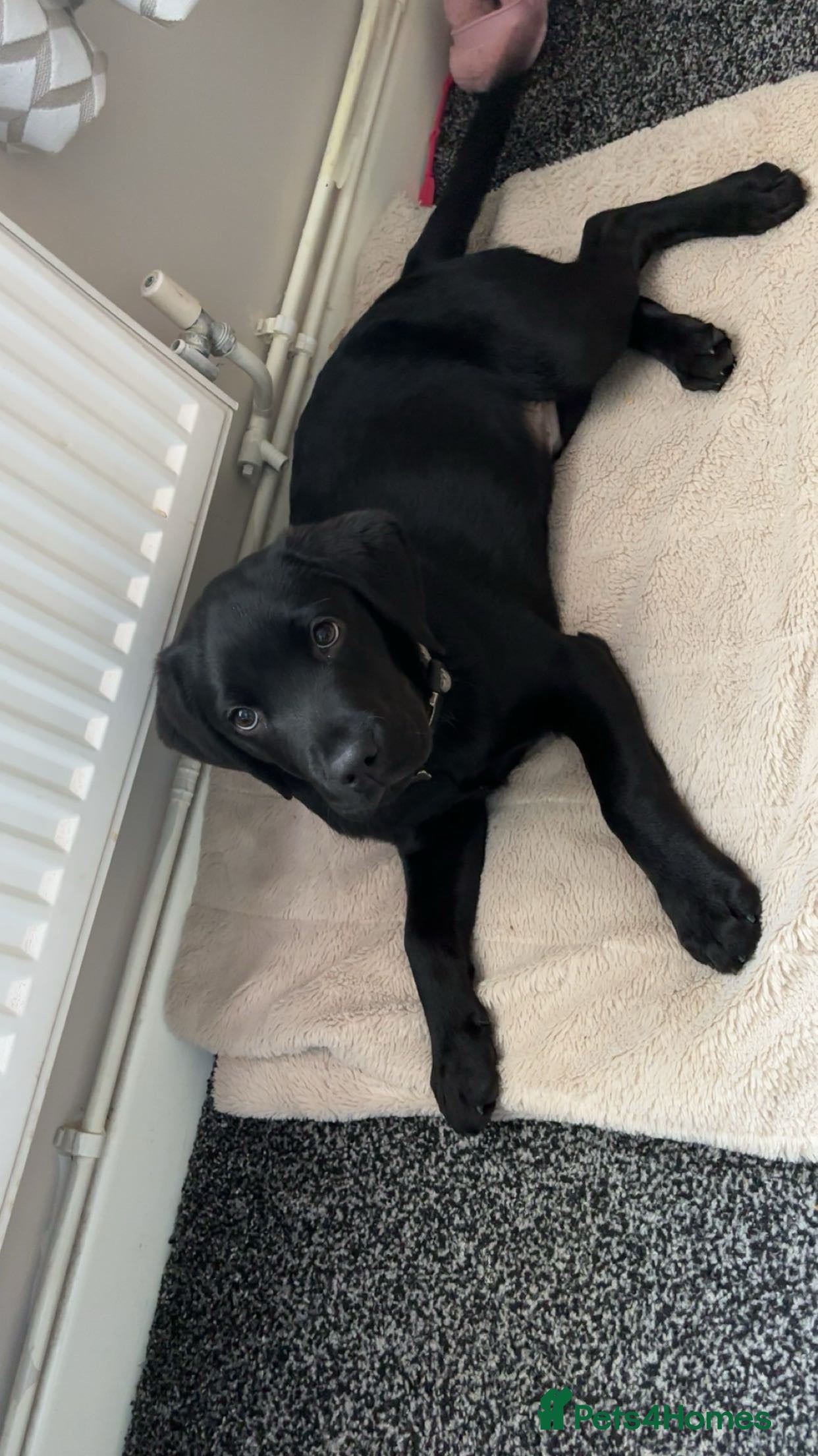 Cockerdor dogs Boy cockerdor fully house trained  - Advert 1