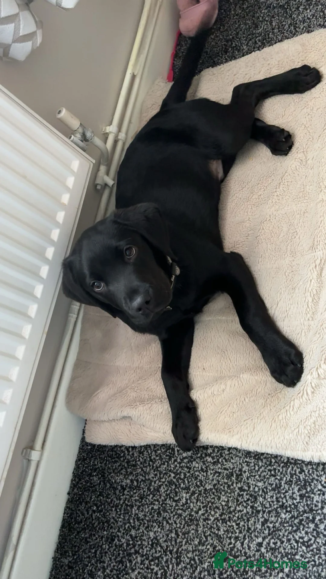 Cockerdor dogs for sale: Boy cockerdor fully house trained  - Advert 1