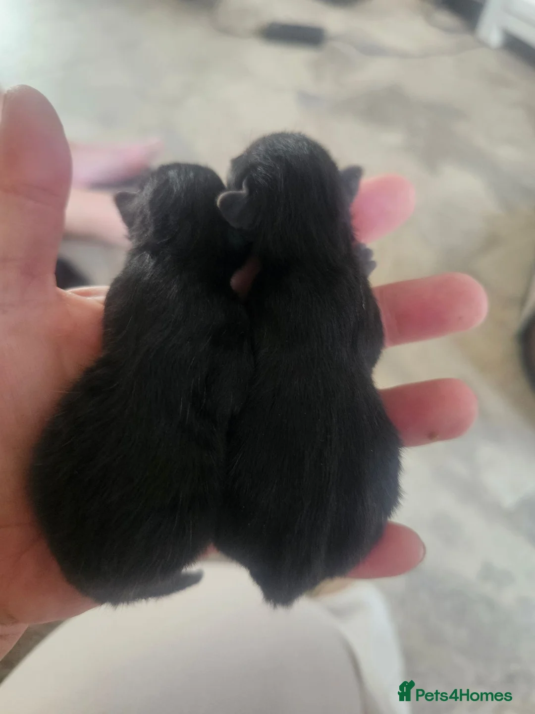 Mixed Breed cats for sale: 2 beautiful all black girls  - Advert 3