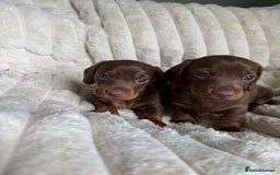 Dachshund dogs for sale: PERFECT MINIATURE DACHSHUNDS BABIES 🐶 - Image 8