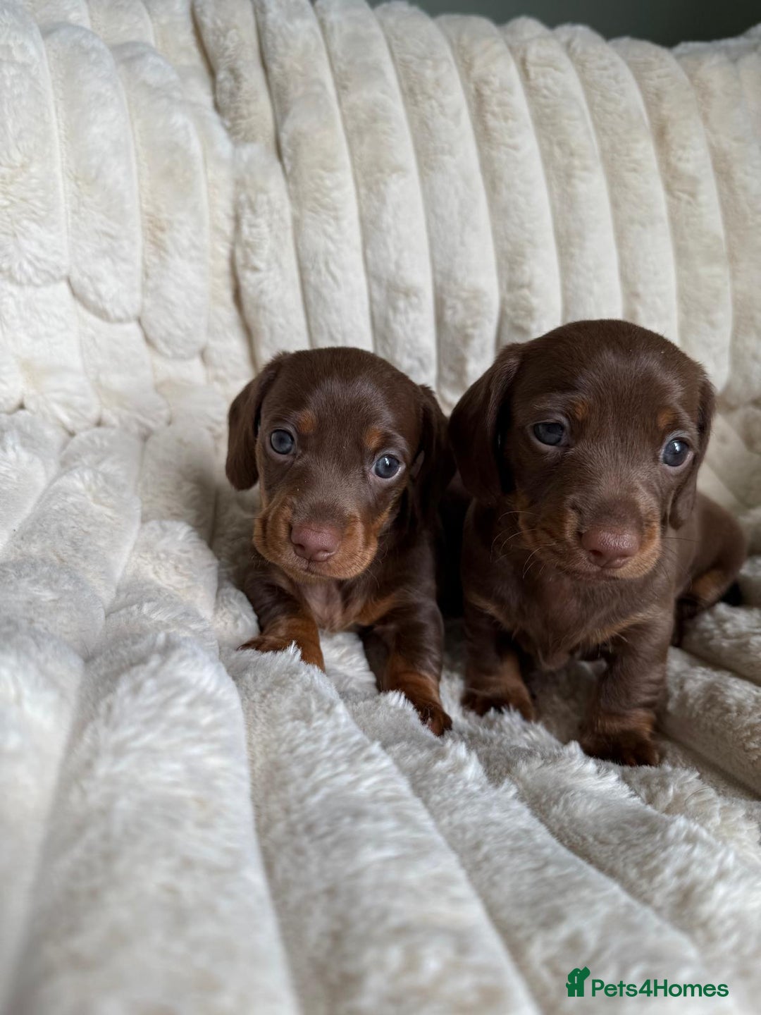 Dachshund dogs for sale: PERFECT MINIATURE DACHSHUNDS BABIES 🐶 - Image 8