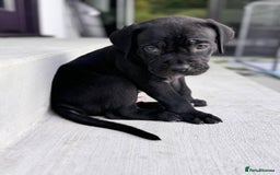 Cane Corso dogs for sale: 🐾 Cane Corso Puppies for Sale  - Image 2