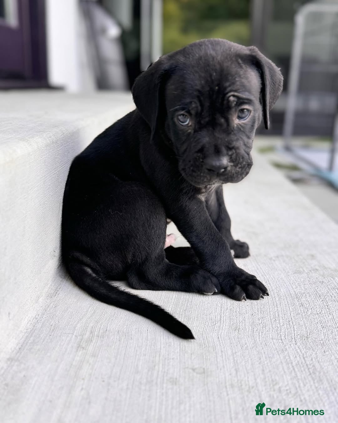 Cane Corso dogs for sale: 🐾 Cane Corso Puppies for Sale  - Image 2