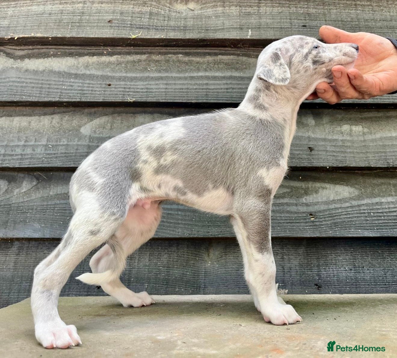Whippet dogs Whippet puppies  - Advert 2