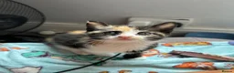 Mixed Breed cats for sale: 2 female kittens available  - Advert 5
