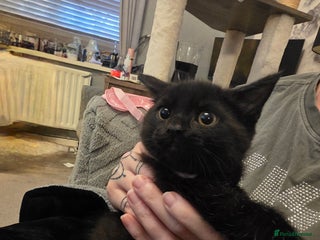 Mixed Breed cats 2 male cross BSH kittens ready now - Advert 1