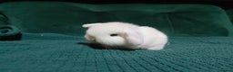 Mini Lop rabbits for sale: 2 stunning mini lops for reserve  - Advert 9