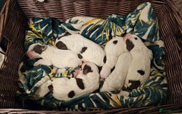 Cocker Spaniel dogs for sale: Chocolate roan working cocker spaniel puppies  - Image 1