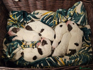 Cocker Spaniel dogs - Advert 1