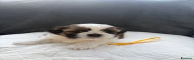 Shih Tzu 7