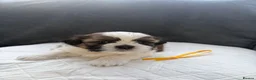Shih Tzu dogs for sale: Shih Tzu  in Glasgow - Advert 3