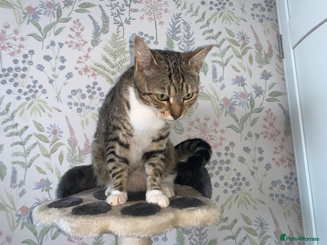 Mixed Breed cats for sale: Stunning kittens for sale  - Image 9