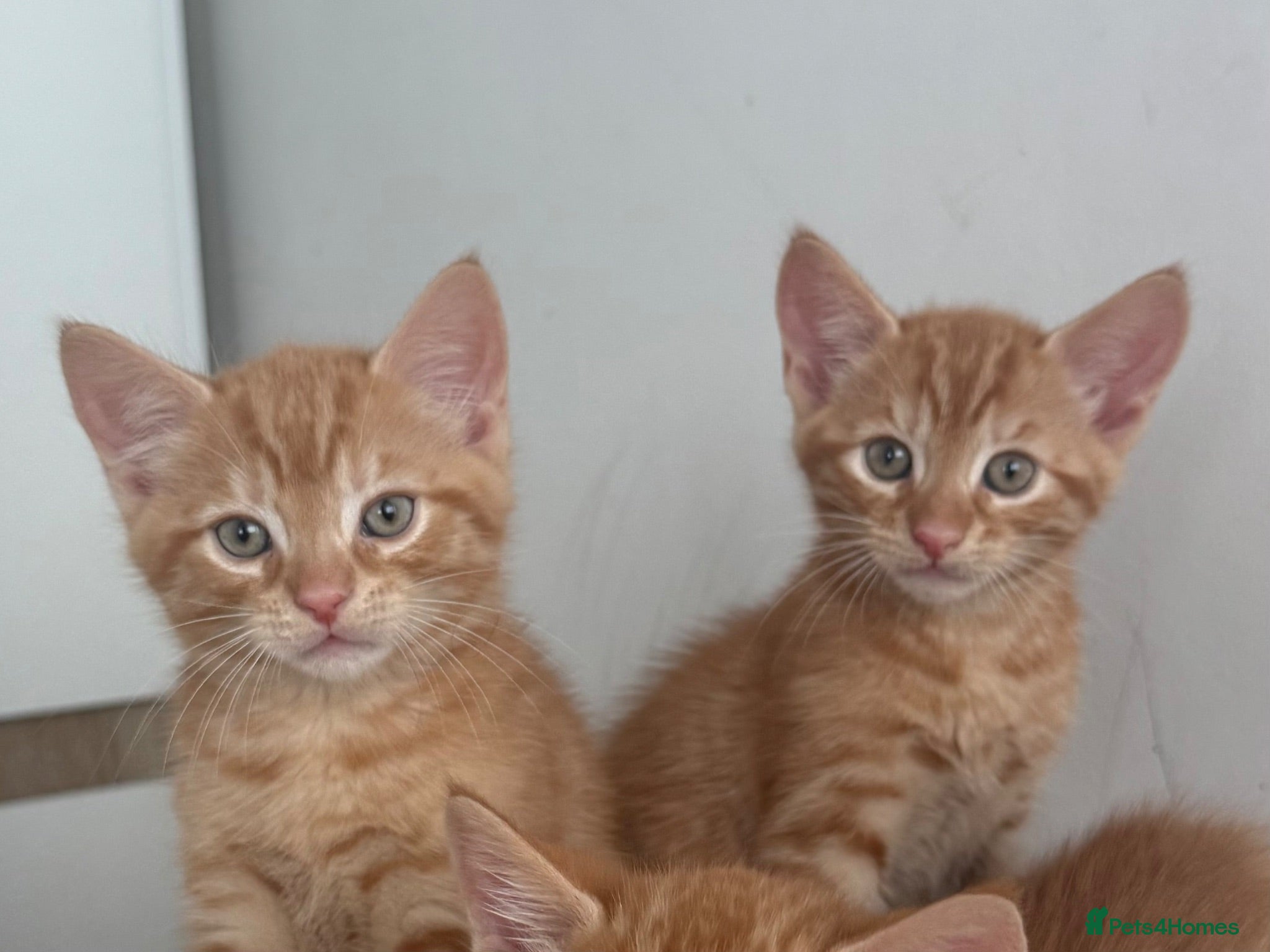 Mixed Breed cats 3 Playful & Sociable Ginger Kittens   - Advert 1