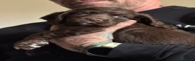Cocker Spaniel 1