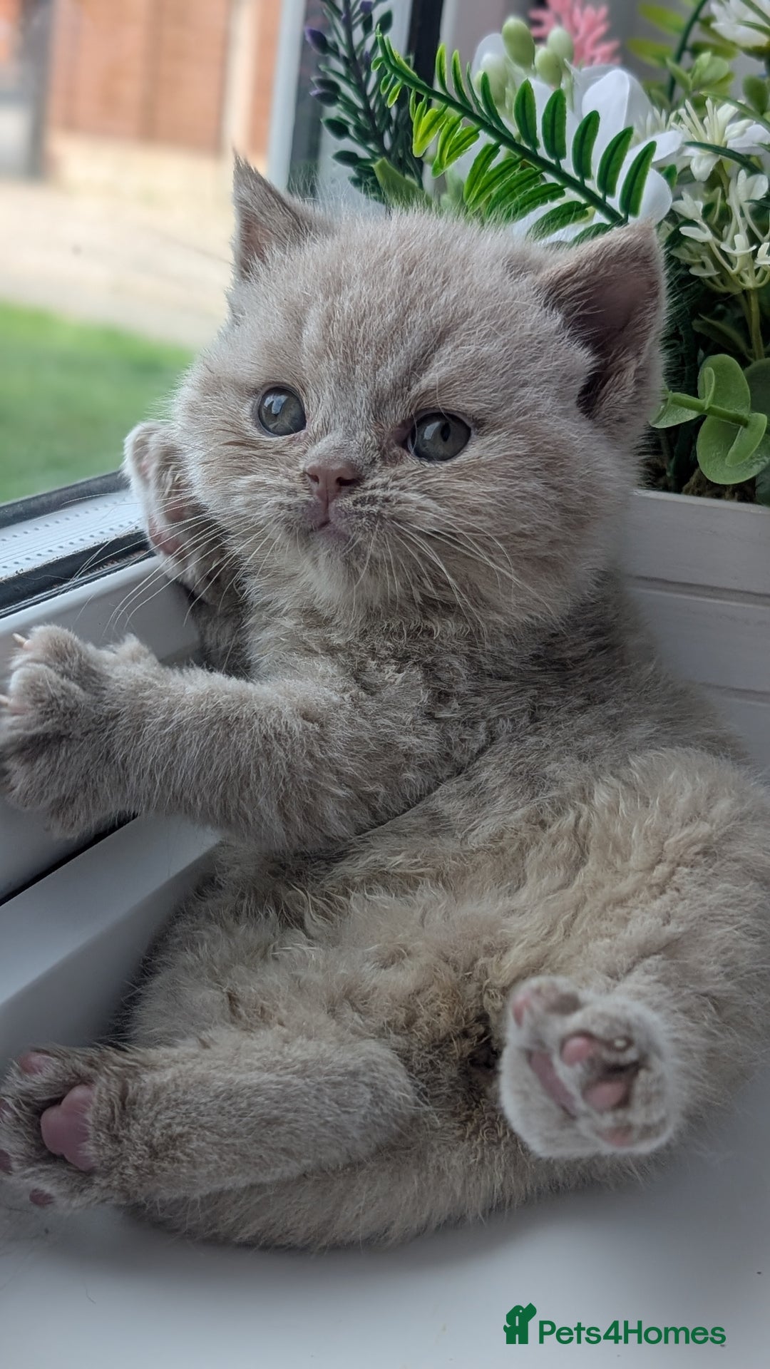 British Shorthair cats for sale: Best quality Gccf registered lilac kittens  - Image 6