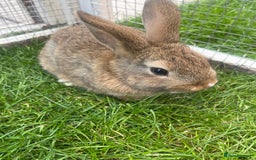 Mixed Breed rabbits for sale: Netherland Dwarf x Mini Lop - Image 3