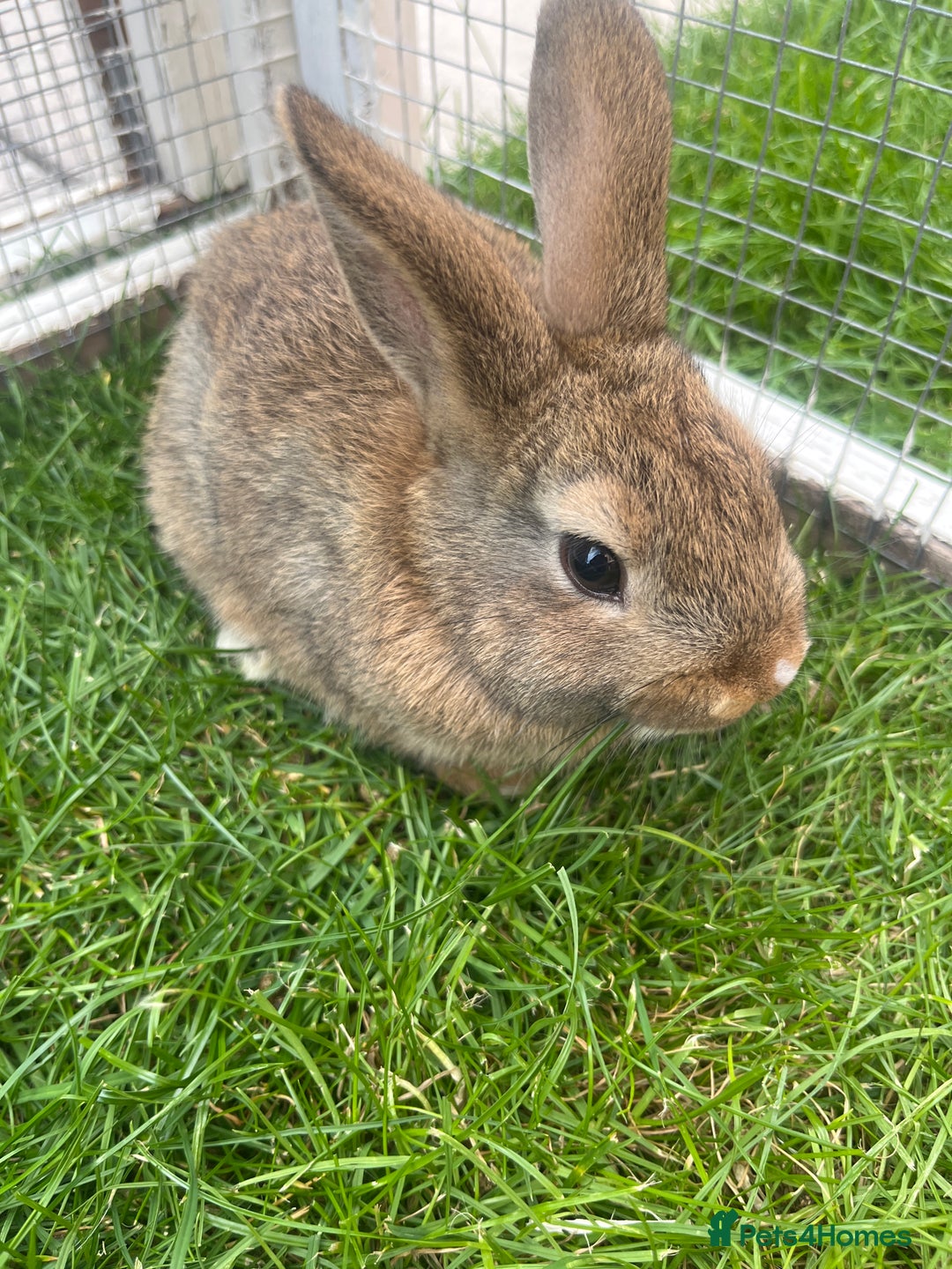 Mixed Breed rabbits for sale: Netherland Dwarf x Mini Lop - Image 3