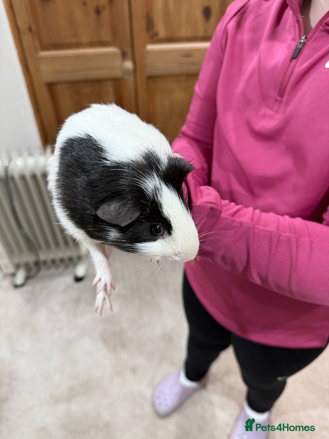Guinea Pig rodents for sale: Pair of bonded guinea pigs and full set up  - Advert 5