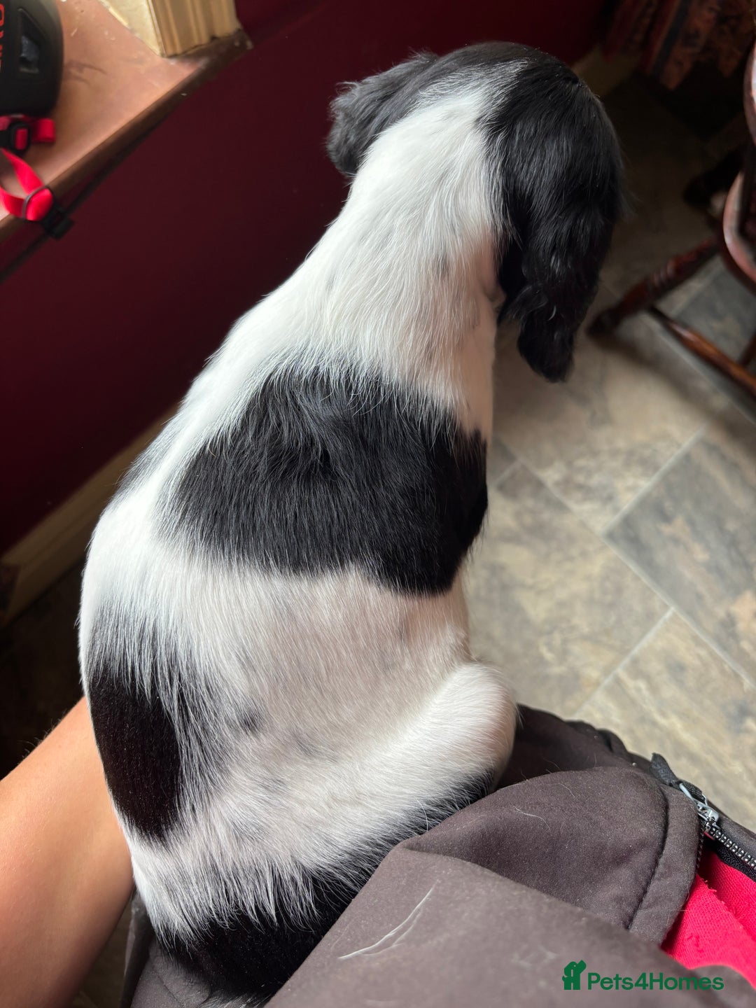 English Springer Spaniel dogs for sale: Stunning DNA Clear KC Springer Spaniel Puppies  - Image 24