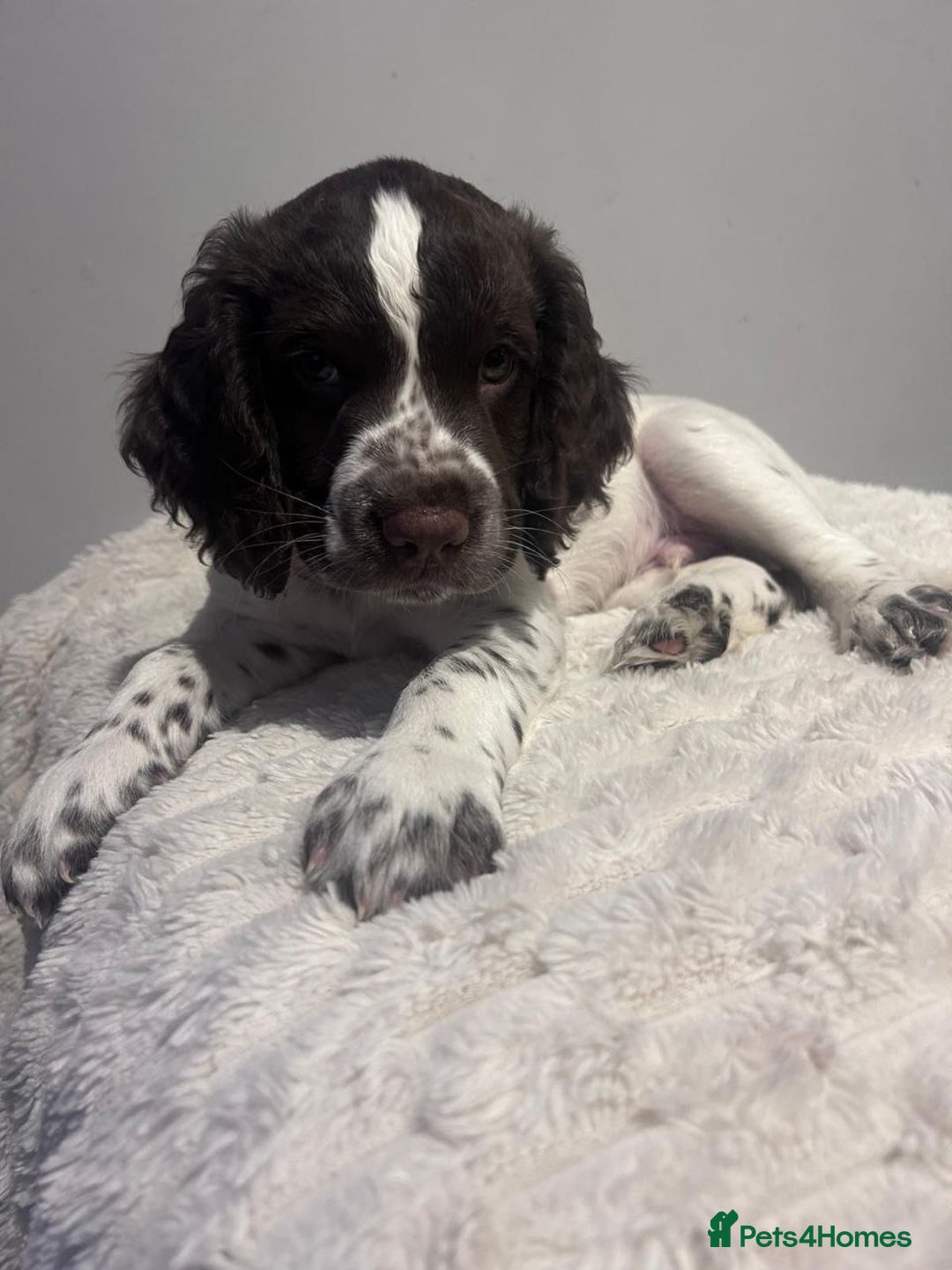 Sprocker dogs for sale: Sprocker Puppies For Rehoming - Advert 11