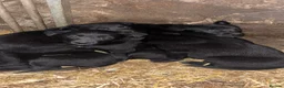 Borador dogs for sale: Labrador collie pups  - Advert 1