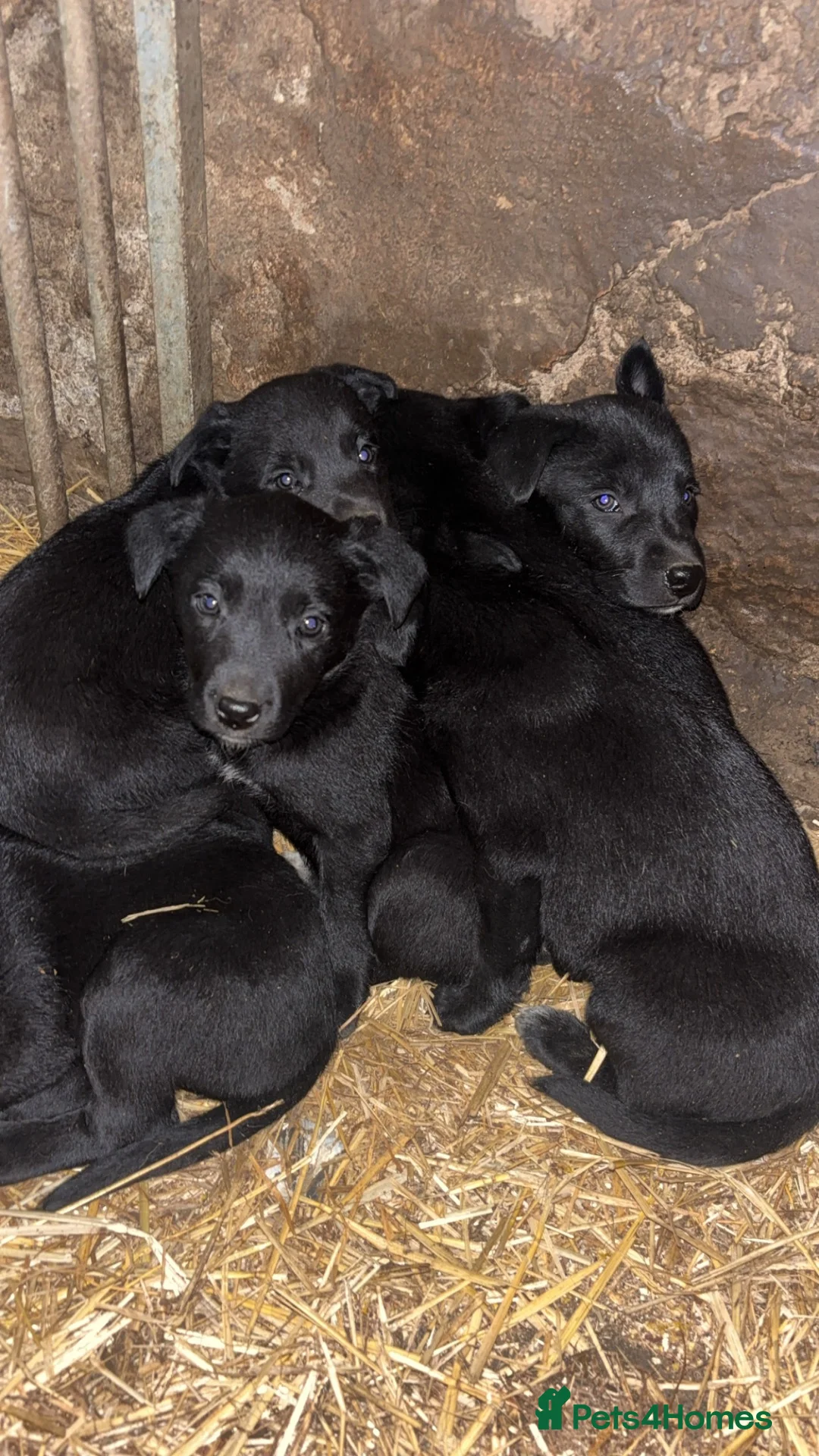 Borador dogs for sale: Labrador collie pups  - Advert 1