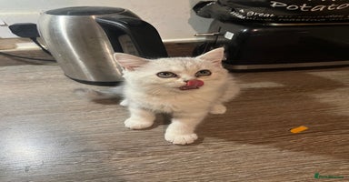 Scottish Fold cats - Advert 12