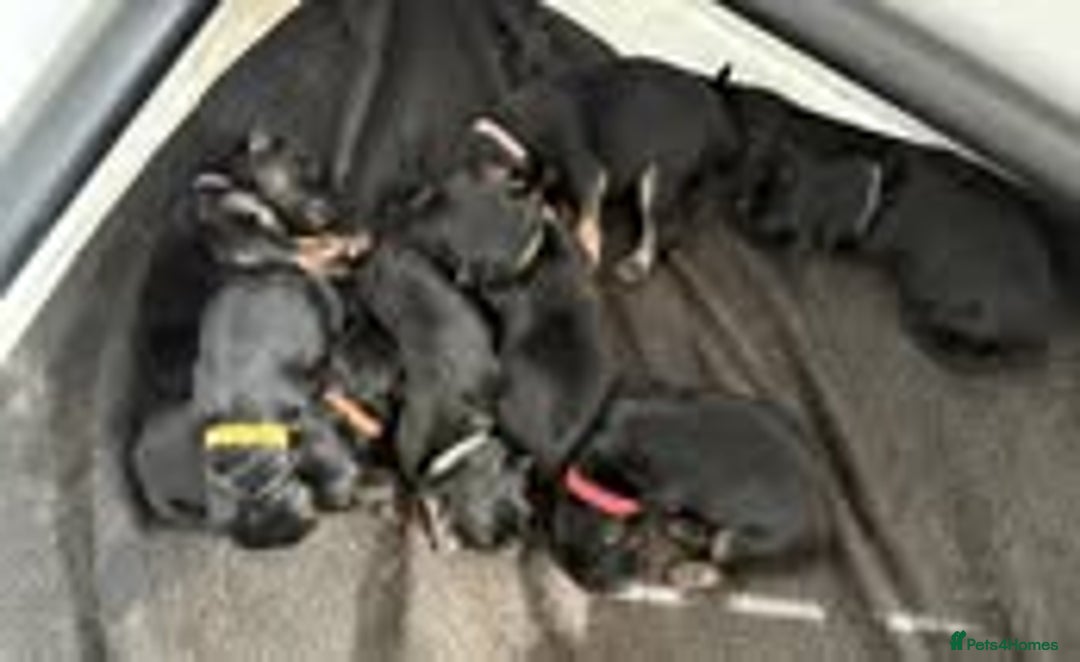 German Shepherd dogs for sale: Grandson of Famous Boss (Bossenburg) pups - Image 19