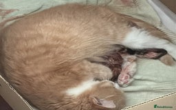 Domestic Shorthair cats for sale: Two gorgeous Domestic shorthair kittens for sale - Image 9