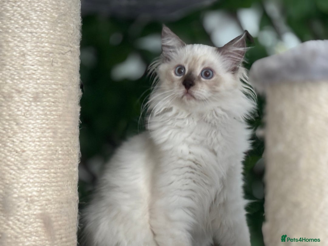 Ragdoll cats for sale: TICA, DNA tested, 5 gen pedigree  - Image 31