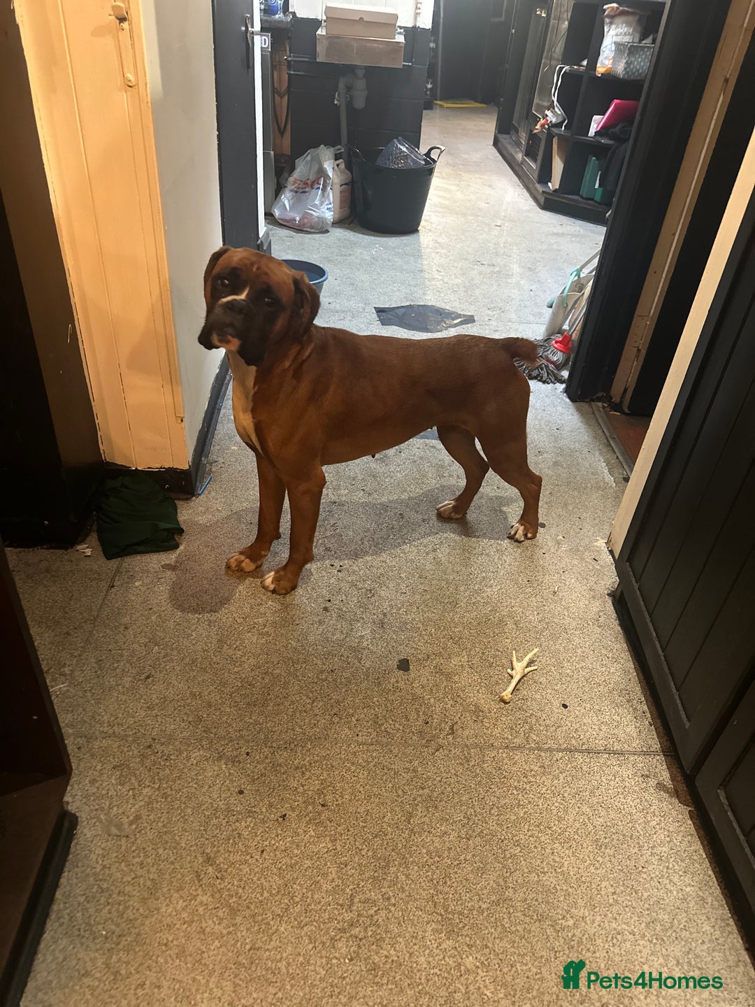 Boxer dogs for sale: Boxer sisters  - Advert 2