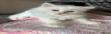 Cloud