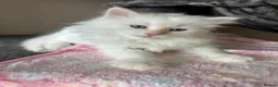 Siberian cats for sale: 💖 Home Raised Fluffy Siberian Kittens  - Advert 4