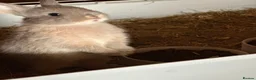 Netherland Dwarf rabbits for sale: Netherland dwarf  - Advert 4