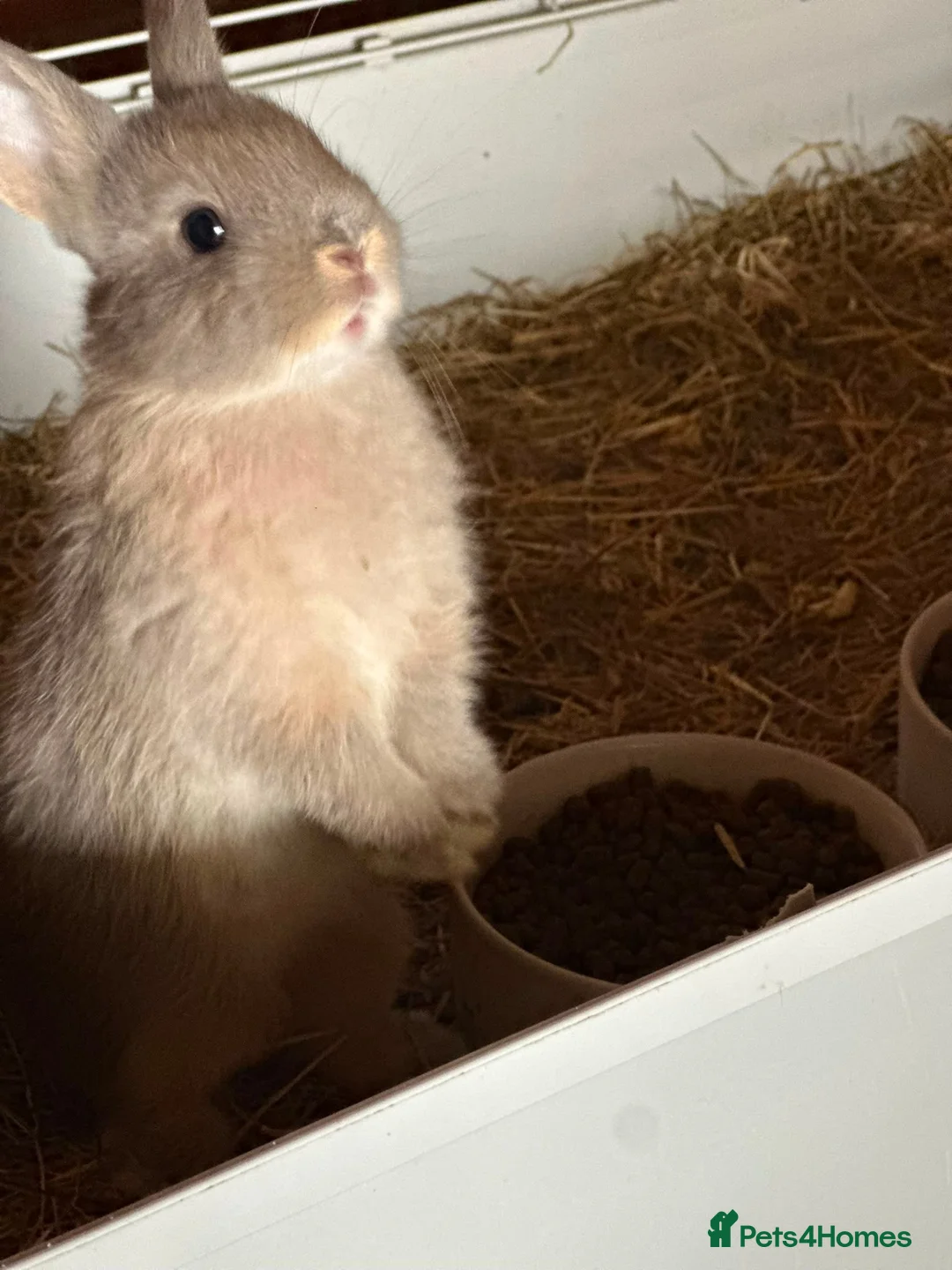 Netherland Dwarf rabbits for sale: Netherland dwarf  - Advert 4